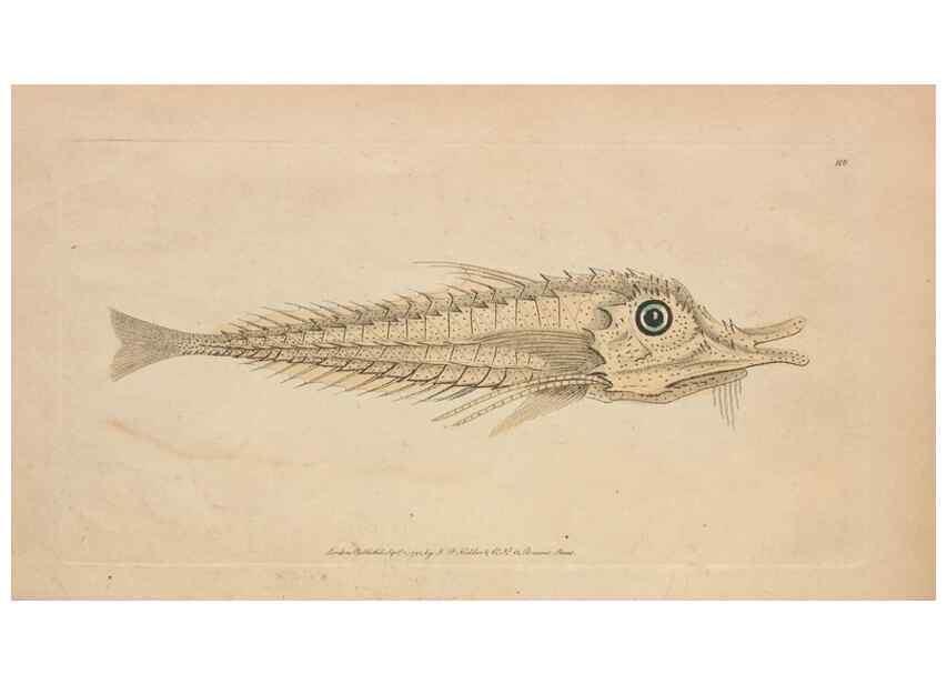 Reproducción/Reproduction 30763637991: The naturalist's miscellany, or Coloured figures of natural objects. London :Printed for Nodder & Co.,1789-1813