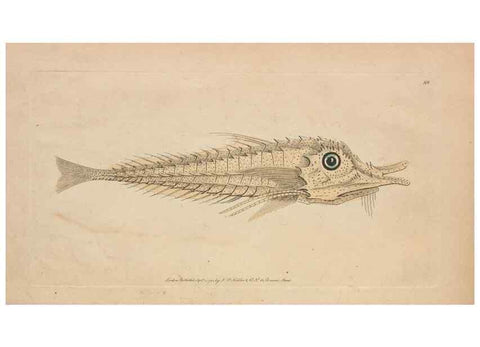 Reproducción/Reproduction 30763637991: The naturalist's miscellany, or Coloured figures of natural objects. London :Printed for Nodder & Co.,1789-1813