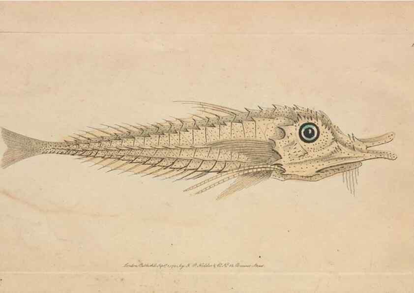 Reproducción/Reproduction 30763637991: The naturalist's miscellany, or Coloured figures of natural objects. London :Printed for Nodder & Co.,1789-1813