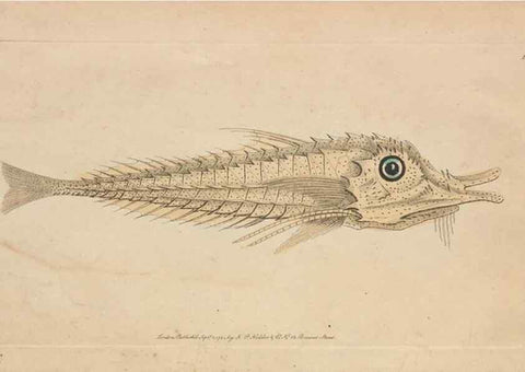 Reproducción/Reproduction 30763637991: The naturalist's miscellany, or Coloured figures of natural objects. London :Printed for Nodder & Co.,1789-1813
