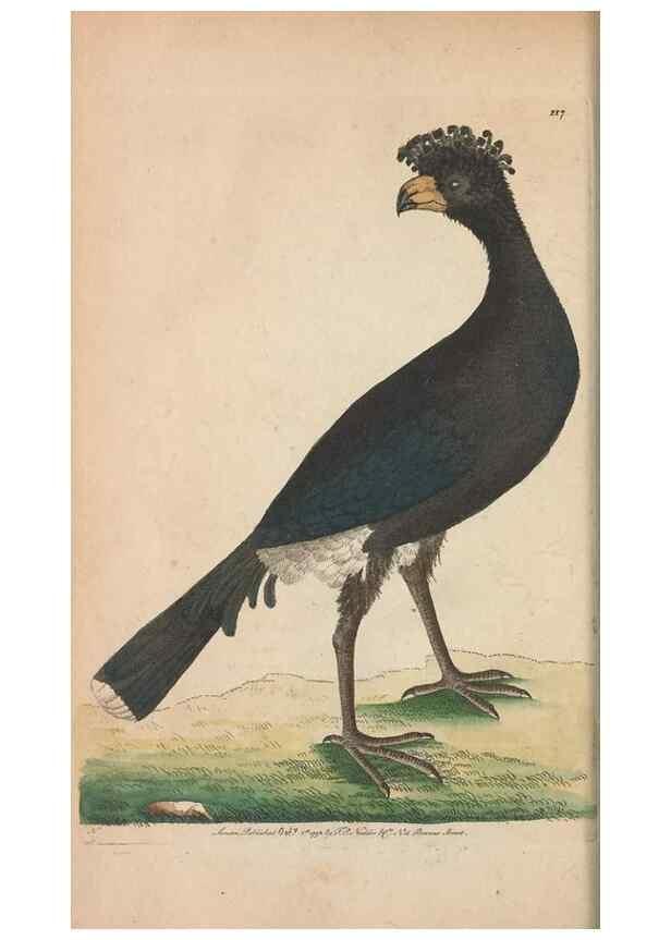 Reproducción/Reproduction 30219524894: The naturalist's miscellany, or Coloured figures of natural objects. London :Printed for Nodder & Co.,1789-1813
