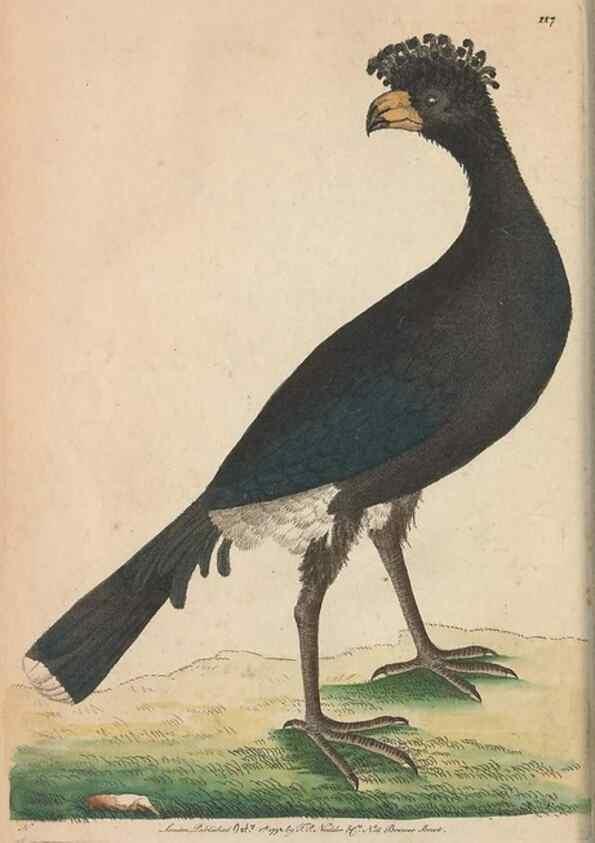 Reproducción/Reproduction 30219524894: The naturalist's miscellany, or Coloured figures of natural objects. London :Printed for Nodder & Co.,1789-1813