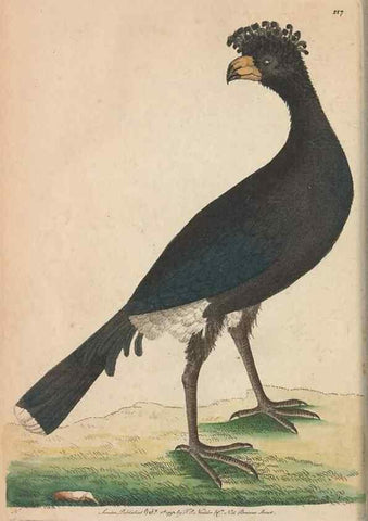 Reproducción/Reproduction 30219524894: The naturalist's miscellany, or Coloured figures of natural objects. London :Printed for Nodder & Co.,1789-1813