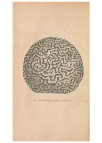 Reproducción/Reproduction 30219527114: The naturalist's miscellany, or Coloured figures of natural objects. London :Printed for Nodder & Co.,1789-1813