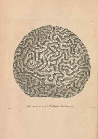 Reproducción/Reproduction 30219527114: The naturalist's miscellany, or Coloured figures of natural objects. London :Printed for Nodder & Co.,1789-1813