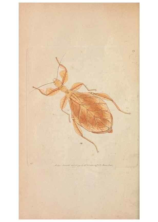 Reproducción/Reproduction 30219529574: The naturalist's miscellany, or Coloured figures of natural objects. London :Printed for Nodder & Co.,1789-1813