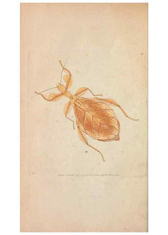 Reproducción/Reproduction 30219529574: The naturalist's miscellany, or Coloured figures of natural objects. London :Printed for Nodder & Co.,1789-1813