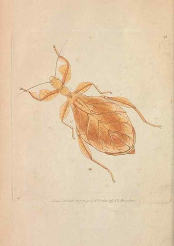 Reproducción/Reproduction 30219529574: The naturalist's miscellany, or Coloured figures of natural objects. London :Printed for Nodder & Co.,1789-1813