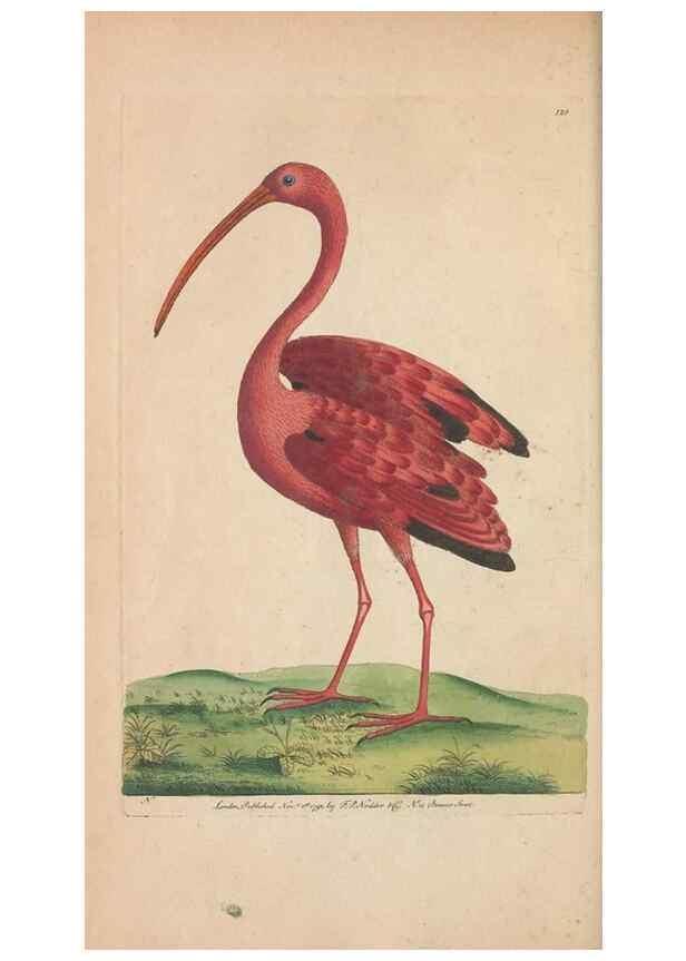Reproducción/Reproduction 30219531884: The naturalist's miscellany, or Coloured figures of natural objects. London :Printed for Nodder & Co.,1789-1813