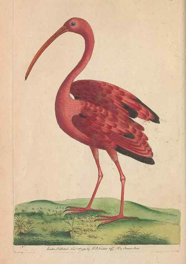 Reproducción/Reproduction 30219531884: The naturalist's miscellany, or Coloured figures of natural objects. London :Printed for Nodder & Co.,1789-1813