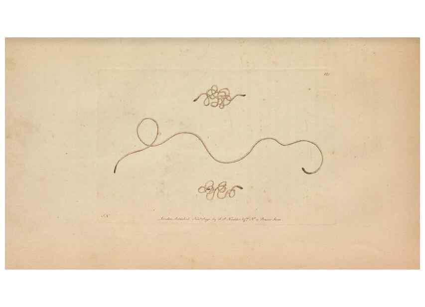 Reproducción/Reproduction 30219533704: The naturalist's miscellany, or Coloured figures of natural objects. London :Printed for Nodder & Co.,1789-1813