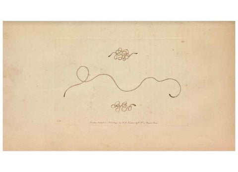 Reproducción/Reproduction 30219533704: The naturalist's miscellany, or Coloured figures of natural objects. London :Printed for Nodder & Co.,1789-1813