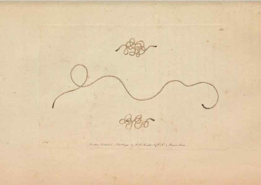 Reproducción/Reproduction 30219533704: The naturalist's miscellany, or Coloured figures of natural objects. London :Printed for Nodder & Co.,1789-1813