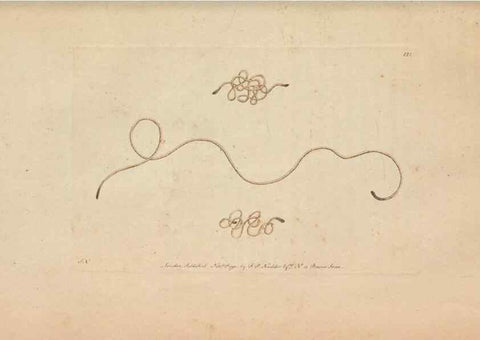 Reproducción/Reproduction 30219533704: The naturalist's miscellany, or Coloured figures of natural objects. London :Printed for Nodder & Co.,1789-1813