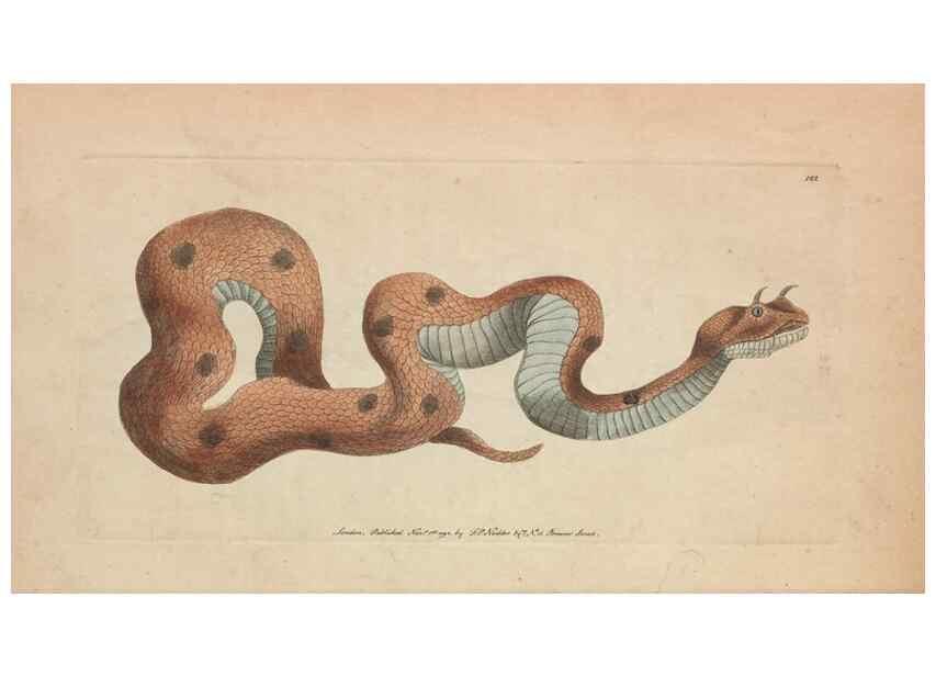 Reproducción/Reproduction 30219535724: The naturalist's miscellany, or Coloured figures of natural objects. London :Printed for Nodder & Co.,1789-1813