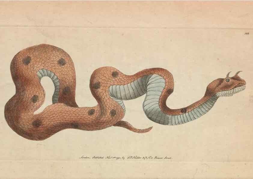 Reproducción/Reproduction 30219535724: The naturalist's miscellany, or Coloured figures of natural objects. London :Printed for Nodder & Co.,1789-1813