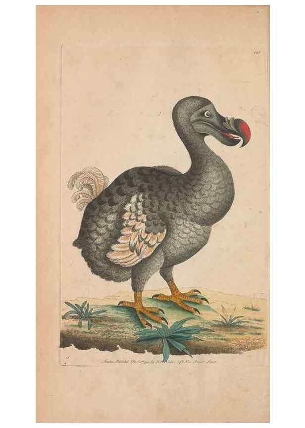Reproducción/Reproduction 30219538204: The naturalist's miscellany, or Coloured figures of natural objects. London :Printed for Nodder & Co.,1789-1813