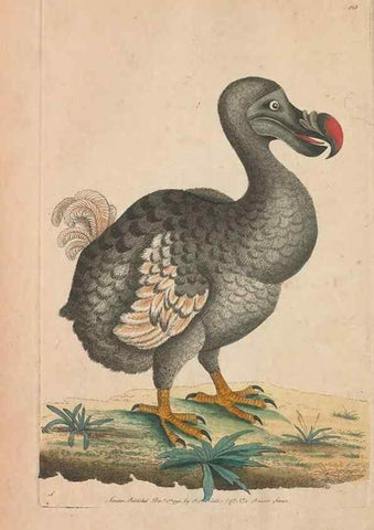 Reproducción/Reproduction 30219538204: The naturalist's miscellany, or Coloured figures of natural objects. London :Printed for Nodder & Co.,1789-1813