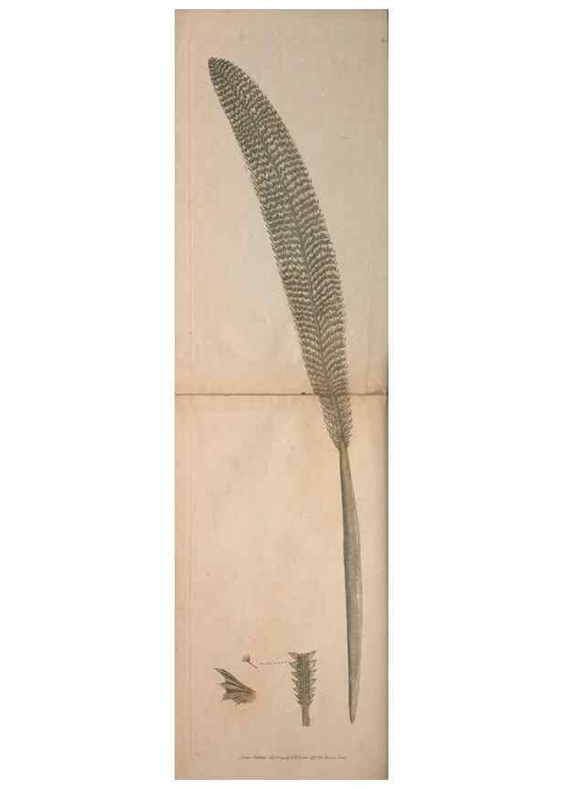 Reproducción/Reproduction 30219540294: The naturalist's miscellany, or Coloured figures of natural objects. London :Printed for Nodder & Co.,1789-1813