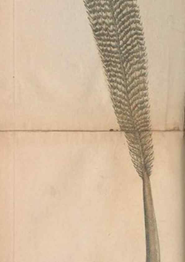 Reproducción/Reproduction 30219540294: The naturalist's miscellany, or Coloured figures of natural objects. London :Printed for Nodder & Co.,1789-1813