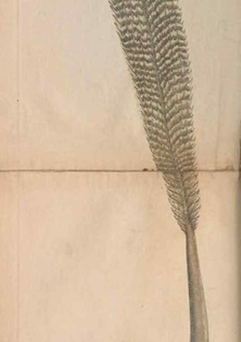 Reproducción/Reproduction 30219540294: The naturalist's miscellany, or Coloured figures of natural objects. London :Printed for Nodder & Co.,1789-1813