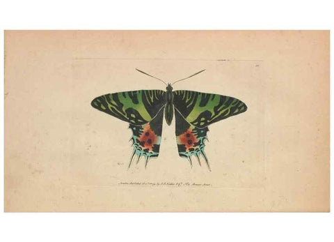 Reproducción/Reproduction 30550602730: The naturalist's miscellany, or Coloured figures of natural objects. London :Printed for Nodder & Co.,1789-1813