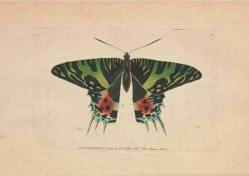 Reproducción/Reproduction 30550602730: The naturalist's miscellany, or Coloured figures of natural objects. London :Printed for Nodder & Co.,1789-1813