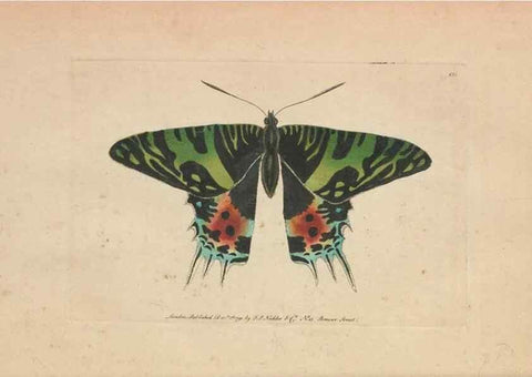 Reproducción/Reproduction 30550602730: The naturalist's miscellany, or Coloured figures of natural objects. London :Printed for Nodder & Co.,1789-1813
