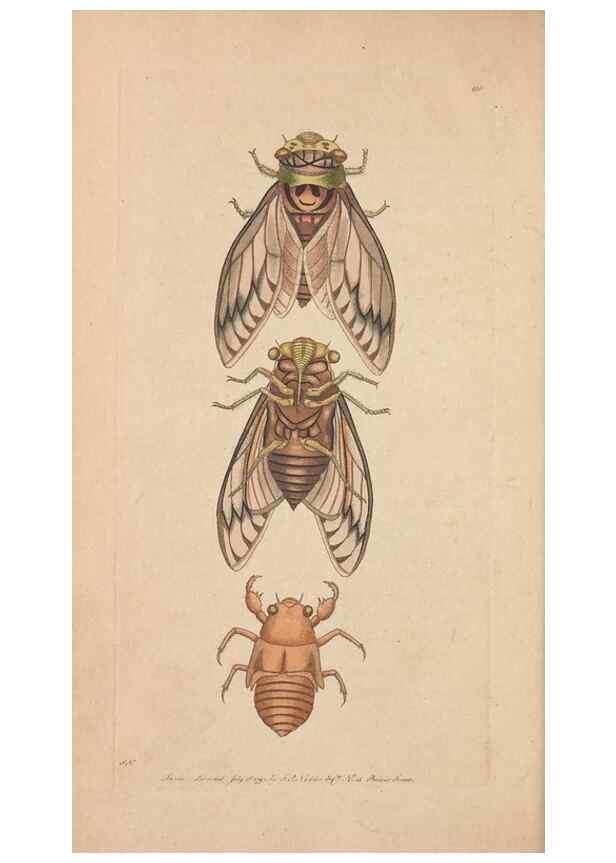 Reproducción/Reproduction 30734850032: The naturalist's miscellany, or Coloured figures of natural objects. London :Printed for Nodder & Co.,1789-1813