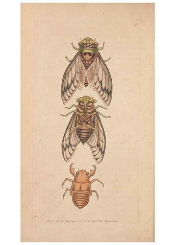 Reproducción/Reproduction 30734850032: The naturalist's miscellany, or Coloured figures of natural objects. London :Printed for Nodder & Co.,1789-1813