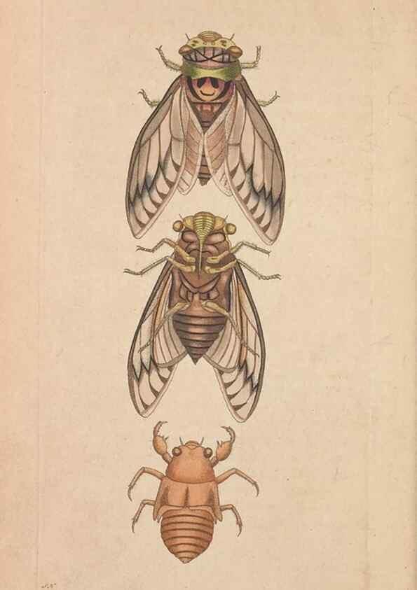 Reproducción/Reproduction 30734850032: The naturalist's miscellany, or Coloured figures of natural objects. London :Printed for Nodder & Co.,1789-1813
