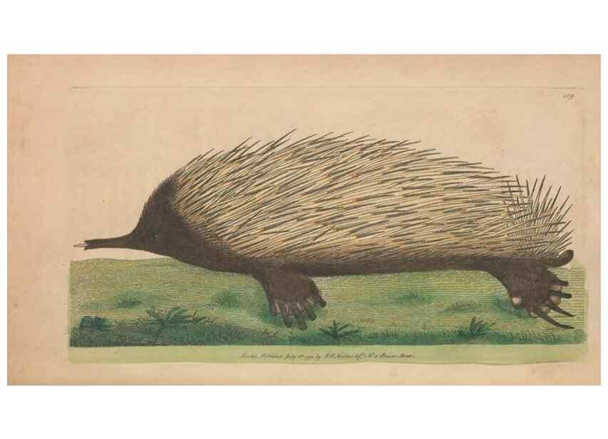 Reproducción/Reproduction 30734847882: The naturalist's miscellany, or Coloured figures of natural objects. London :Printed for Nodder & Co.,1789-1813