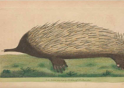 Reproducción/Reproduction 30734847882: The naturalist's miscellany, or Coloured figures of natural objects. London :Printed for Nodder & Co.,1789-1813