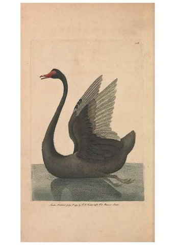 Reproducción/Reproduction 30814686466: The naturalist's miscellany, or Coloured figures of natural objects. London :Printed for Nodder & Co.,1789-1813