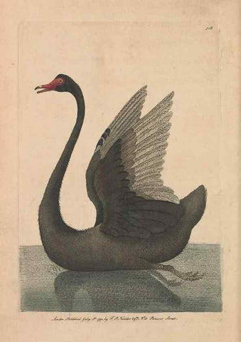Reproducción/Reproduction 30814686466: The naturalist's miscellany, or Coloured figures of natural objects. London :Printed for Nodder & Co.,1789-1813