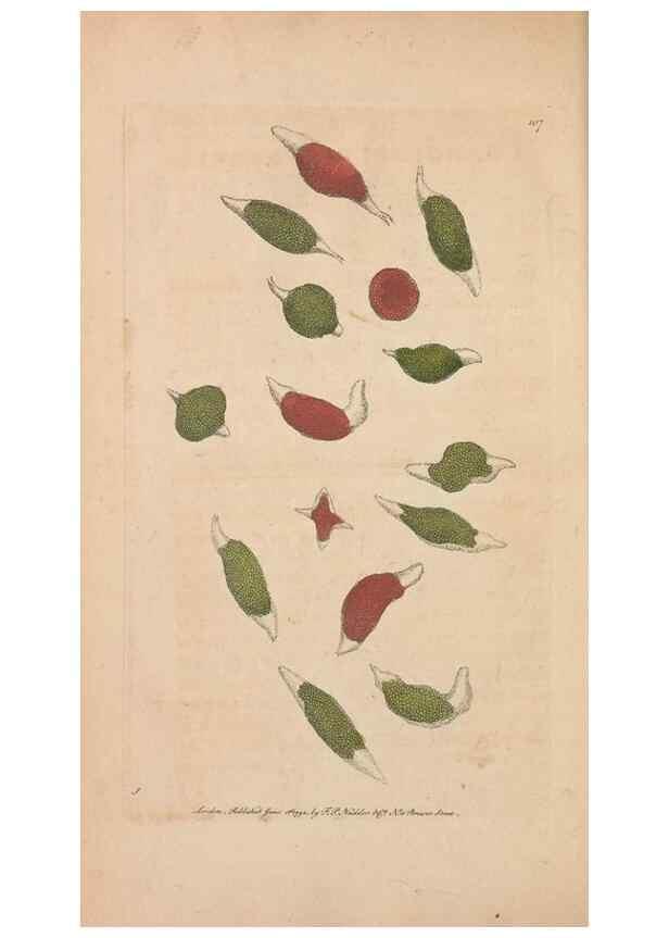 Reproducción/Reproduction 30814685716: The naturalist's miscellany, or Coloured figures of natural objects. London :Printed for Nodder & Co.,1789-1813