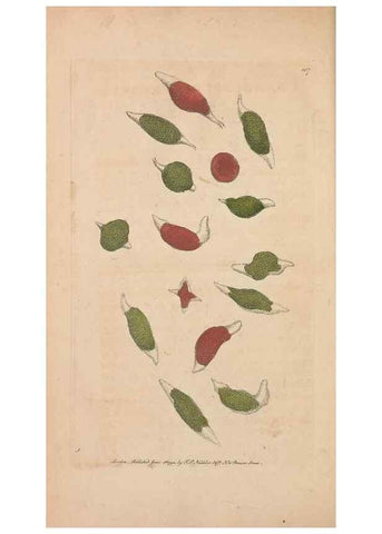 Reproducción/Reproduction 30814685716: The naturalist's miscellany, or Coloured figures of natural objects. London :Printed for Nodder & Co.,1789-1813
