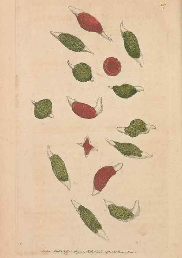 Reproducción/Reproduction 30814685716: The naturalist's miscellany, or Coloured figures of natural objects. London :Printed for Nodder & Co.,1789-1813