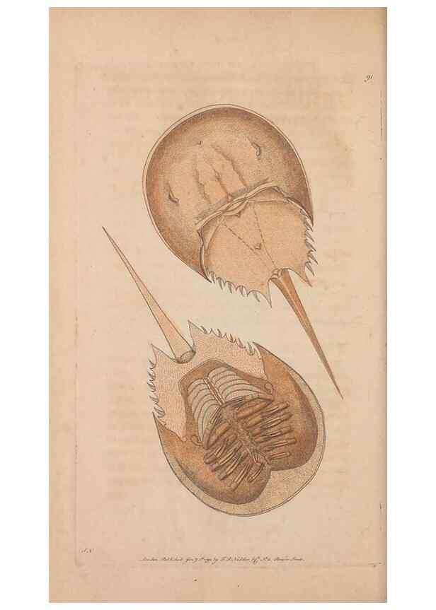 Reproducción/Reproduction 30814659666: The naturalist's miscellany, or Coloured figures of natural objects. London :Printed for Nodder & Co.,1789-1813
