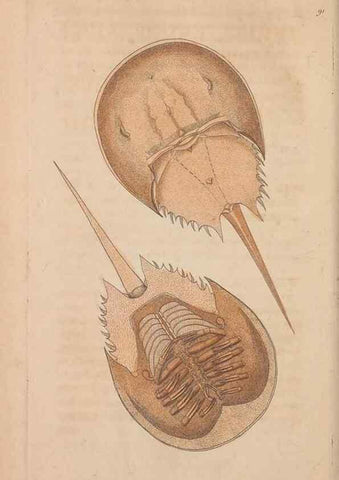 Reproducción/Reproduction 30814659666: The naturalist's miscellany, or Coloured figures of natural objects. London :Printed for Nodder & Co.,1789-1813