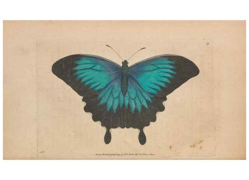 Reproducción/Reproduction 30219257214: The naturalist's miscellany, or Coloured figures of natural objects. London :Printed for Nodder & Co.,1789-1813