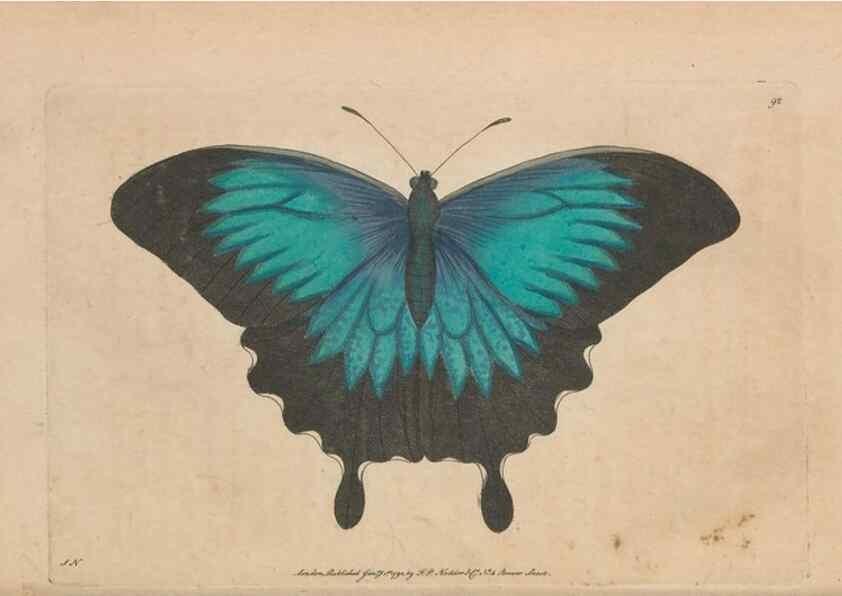 Reproducción/Reproduction 30219257214: The naturalist's miscellany, or Coloured figures of natural objects. London :Printed for Nodder & Co.,1789-1813