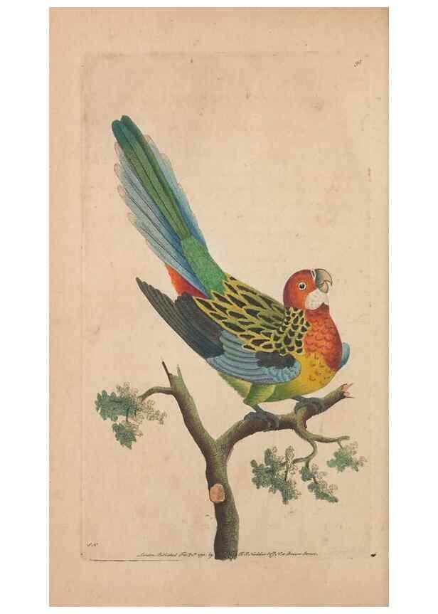 Reproducción/Reproduction 30814664016: The naturalist's miscellany, or Coloured figures of natural objects. London :Printed for Nodder & Co.,1789-1813