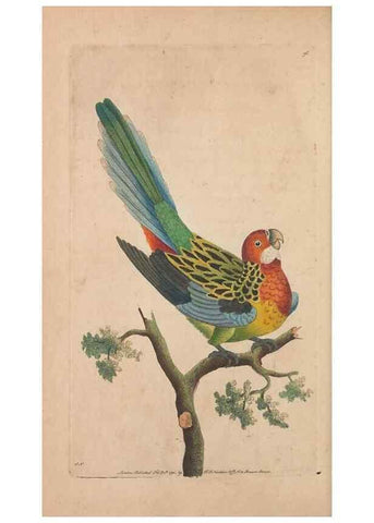 Reproducción/Reproduction 30814664016: The naturalist's miscellany, or Coloured figures of natural objects. London :Printed for Nodder & Co.,1789-1813
