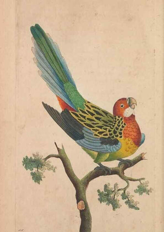 Reproducción/Reproduction 30814664016: The naturalist's miscellany, or Coloured figures of natural objects. London :Printed for Nodder & Co.,1789-1813