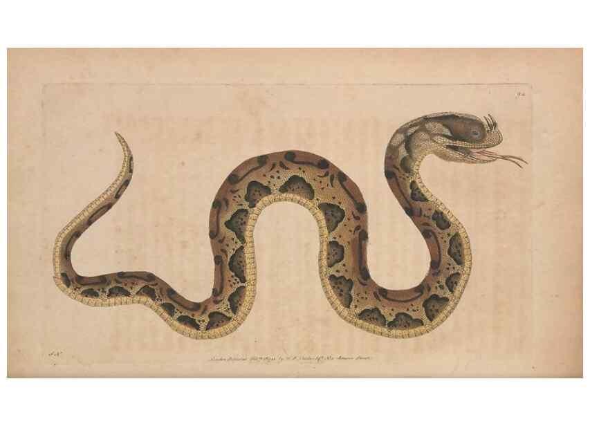 Reproducción/Reproduction 30550282920: The naturalist's miscellany, or Coloured figures of natural objects. London :Printed for Nodder & Co.,1789-1813