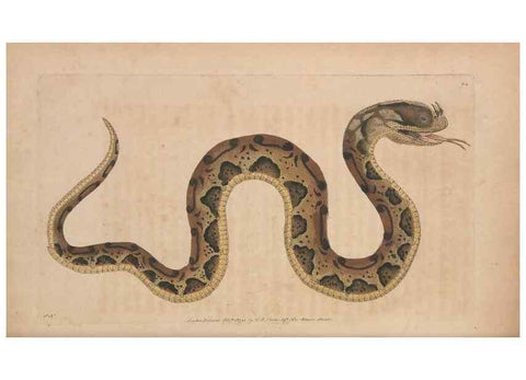 Reproducción/Reproduction 30550282920: The naturalist's miscellany, or Coloured figures of natural objects. London :Printed for Nodder & Co.,1789-1813