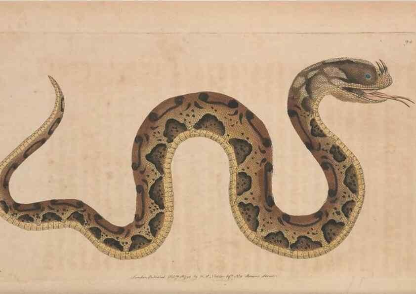 Reproducción/Reproduction 30550282920: The naturalist's miscellany, or Coloured figures of natural objects. London :Printed for Nodder & Co.,1789-1813