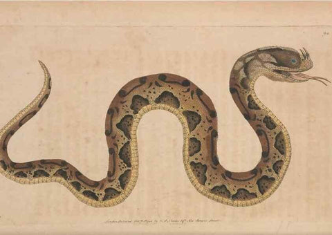 Reproducción/Reproduction 30550282920: The naturalist's miscellany, or Coloured figures of natural objects. London :Printed for Nodder & Co.,1789-1813