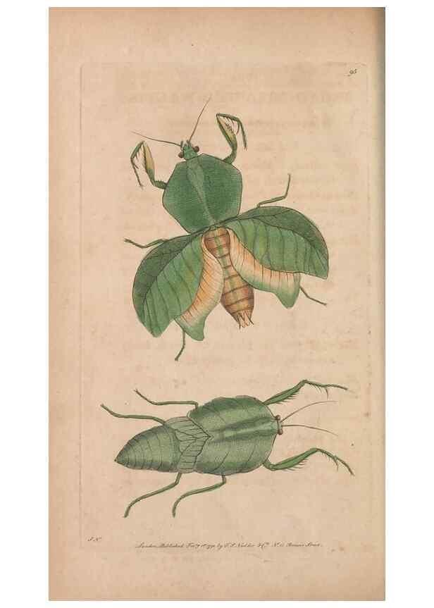 Reproducción/Reproduction 30814668026: The naturalist's miscellany, or Coloured figures of natural objects. London :Printed for Nodder & Co.,1789-1813